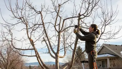 Arborist pruning apple tree in Spokane WA backyard for healthy fruit growth and expert tree care