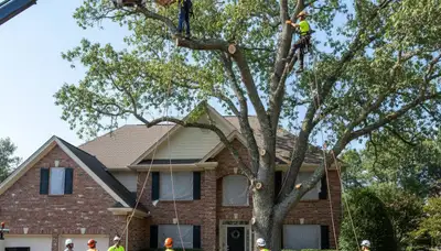 Arborists using bucket truck for large tree removal at Colbert home near Spokane, WA