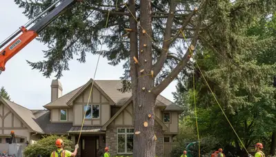 Arborists performing large tree removal with bucket truck in Valleyford near Spokane, WA homes