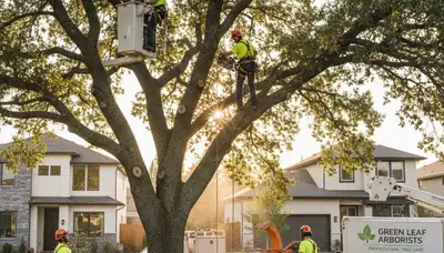 Arborist pruning tree branches in Spokane, WA yard for healthy growth by Chop Chop Tree