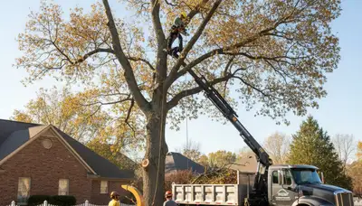 Arborists performing professional tree removal in Spokane, WA for safe and reliable tree service