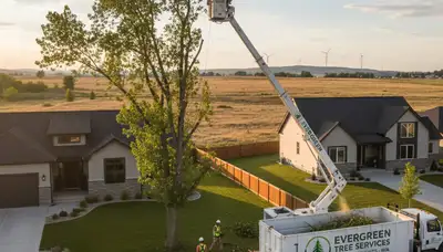 Professional tree removal service in Spokane WA safely cutting and clearing large oak tree