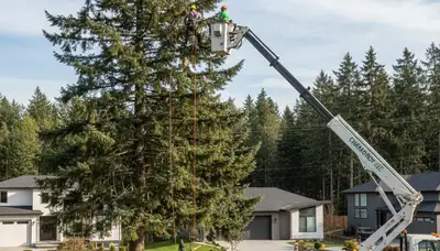 Professional tree removal service in Spokane WA safely clearing large oak near residential property