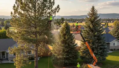 Professional tree removal service in Spokane WA by expert arborists
