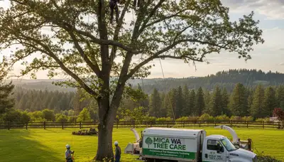 Professional tree removal service in Spokane WA safely cutting and clearing large trees