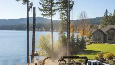 Professional tree removal service in Spokane WA safely cutting and clearing large tree