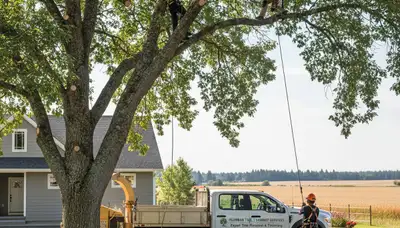 Professional tree removal service in Spokane WA safely cutting large tree branches