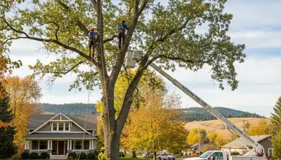 Professional tree removal service in Spokane, WA removing large oak safely and efficiently
