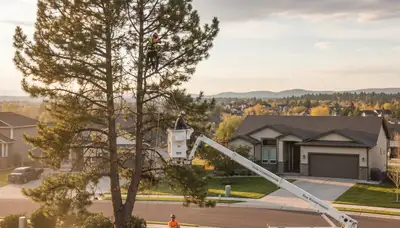 Professional tree removal service team working safely in Spokane, WA yard