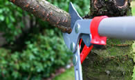 Tree Pruning Services in Spokane WA